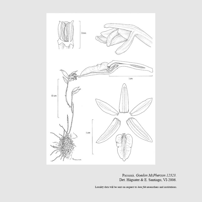 Epidendrum gymnochlamys